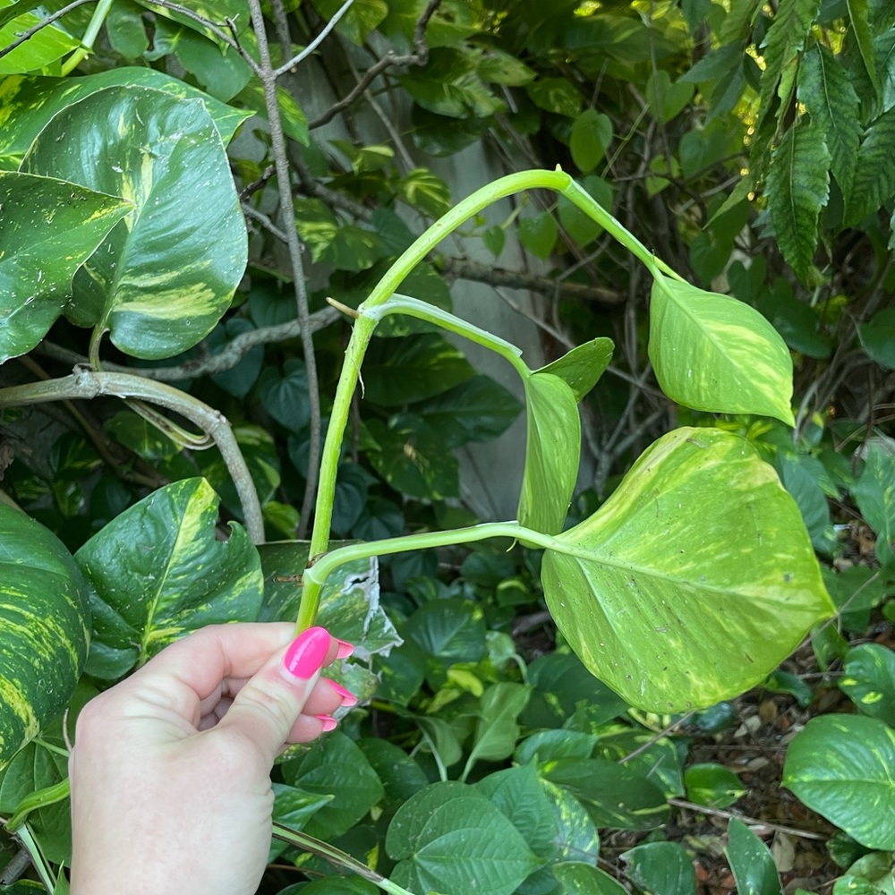 Giant Hawaiian variegated golden pothos plant cuttings - Picture 9 of 13